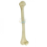 Upper Arm Bone (Humerus) Model